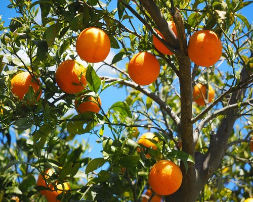 Fresh orange citrus fruit with leaves